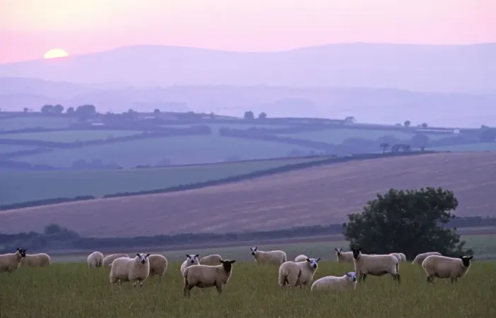 Framed Print : a flock of sheep foreground with views across rolling landscape to Dartmoor and a colourful sunset sky Framed Print : a flock of sheep foreground with views across rolling landscape to Dartmoor and a colourful sunset sky