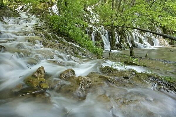 Flooded forest river cascading through forest in the upper lakes area Plitvice Lakes National Park, Croatia