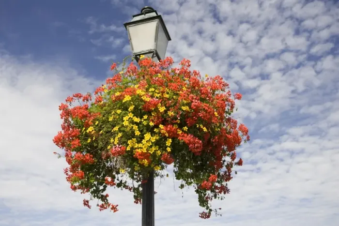 Framed Print : Floral display on French lampost aingst blue sky Brittany France Framed Print : Floral display on French lampost aingst blue sky Brittany France
