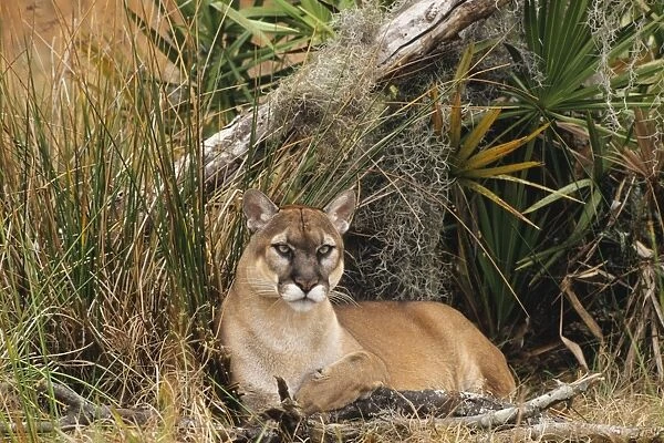Florida Cougar  /  Mountain Lion  /  Puma. Florida - USA. endangered species. Also known as the Florida Panther MR1227