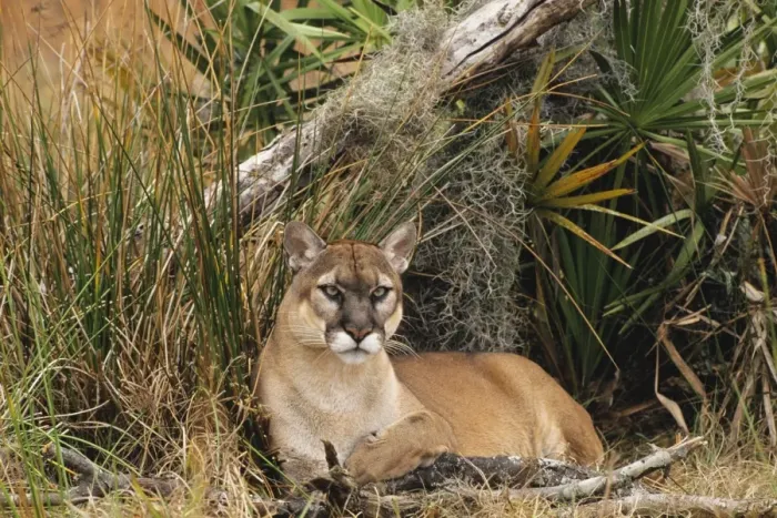 Framed Print : Florida Cougar  /  Mountain Lion  /  Puma. Florida - USA. endangered species. Also known as the Florida Panther MR1227