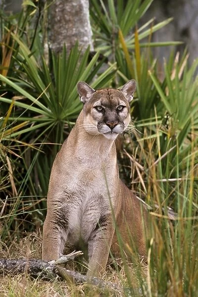 Florida Cougar  /  Mountain Lion  /  Puma. Florida - USA. endangered species. Also known as the Florida Panther. MR4851