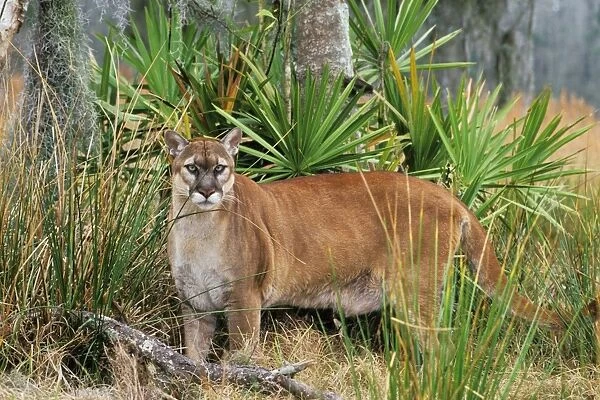 Florida Cougar  /  Mountain Lion  /  Puma. Florida - USA. endangered species. Also known as the Florida Panther. MR1227