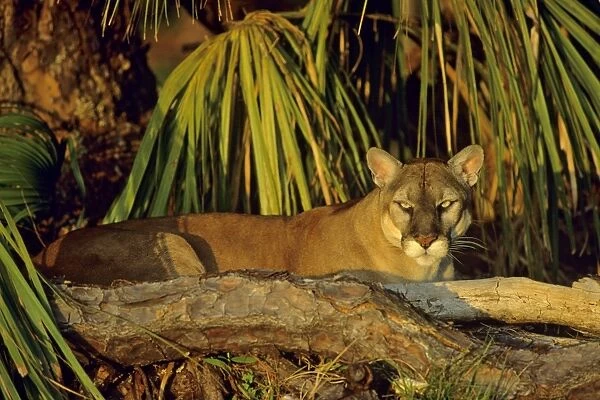 Florida Cougar  /  Mountain Lion  /  Puma. Florida - USA. endangered species. Also known as the Florida Panther. MR475