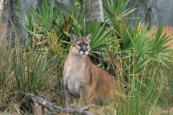 Florida Cougar  /  Mountain Lion  /  Puma. Florida - USA. endangered species. Also known as the Florida Panther. MR294