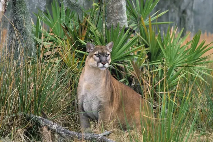 Framed Print : Florida Cougar  /  Mountain Lion  /  Puma. Florida - USA. endangered species. Also known as the Florida Panther. MR294