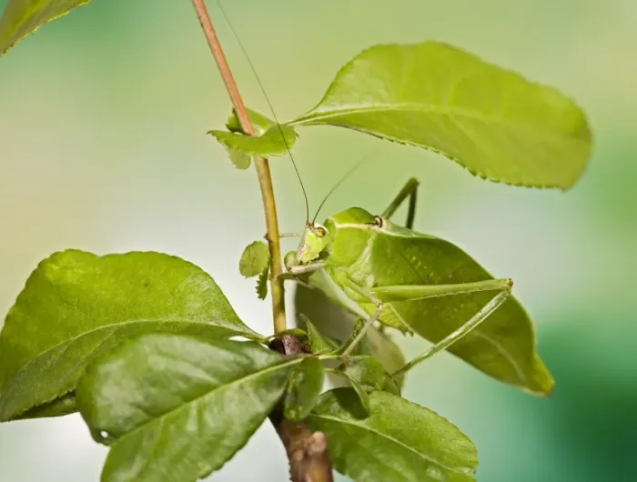 Framed Print : Florida Giant Katydid - camouflage 005286 Framed Print : Florida Giant Katydid - camouflage 005286