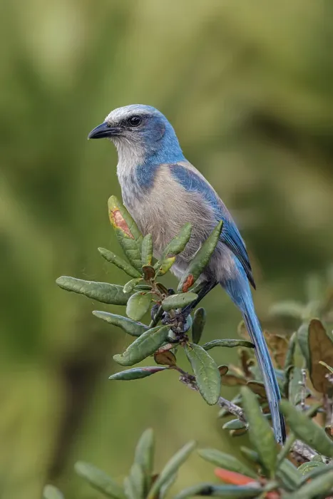 Framed Print : Florida scrub jay, Merritt Island National Wildlife Refuge, Florida Date: 19-02-2020 Framed Print : Florida scrub jay, Merritt Island National Wildlife Refuge, Florida Date: 19-02-2020