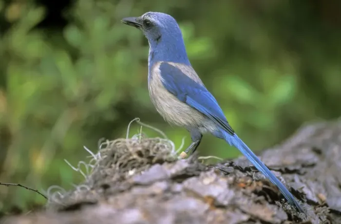 Framed Print : Florida Scrub Jay - Oscar Scherer State Park Framed Print : Florida Scrub Jay - Oscar Scherer State Park