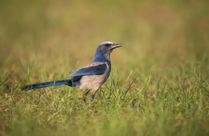 Framed Print : Florida Scrub Jay - Oscer Scherer State Park Framed Print : Florida Scrub Jay - Oscer Scherer State Park