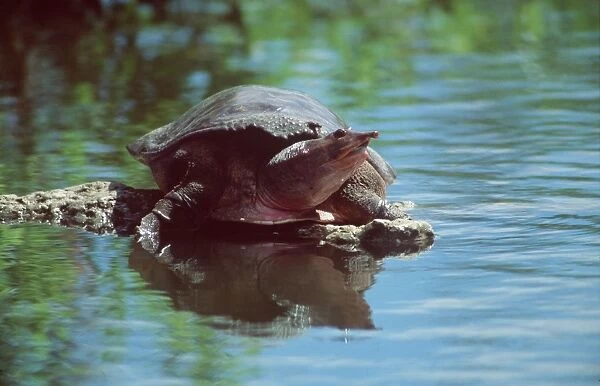 Florida Softshell Turtle GET 282 Florida Everglades Trionyx ferox © Geoff Trinder  /  ARDEA LONDON