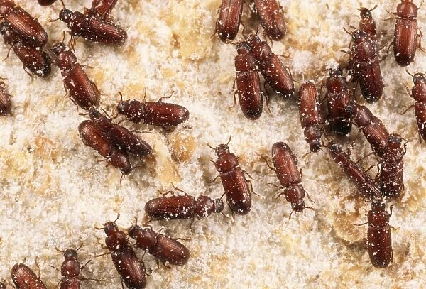 Flour Beetles - stored product pest UK