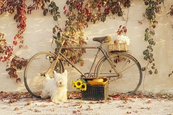 Flower Arrangement - With bicycle & Dog