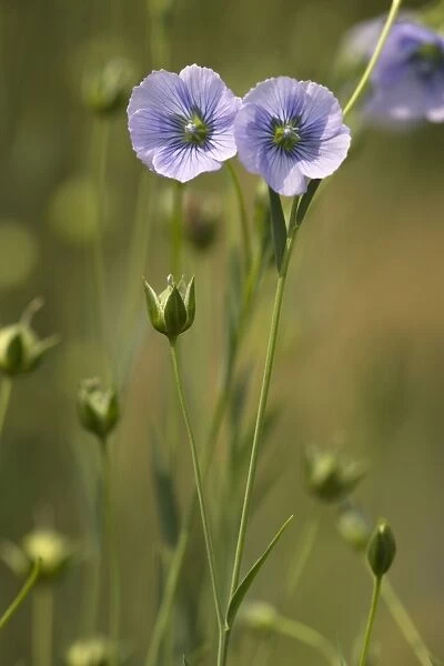 Flower of flax (Linum usitatissimum), widespread cultivated plant for seeds and fibres