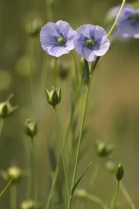 Framed Print : Flower of flax (Linum usitatissimum), widespread cultivated plant for seeds and fibres Framed Print : Flower of flax (Linum usitatissimum), widespread cultivated plant for seeds and fibres