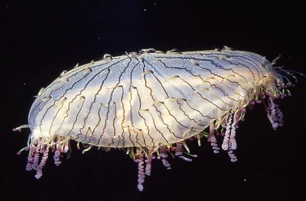 Flower Hat Jelly Fish Sea of Japan (southern Japan)