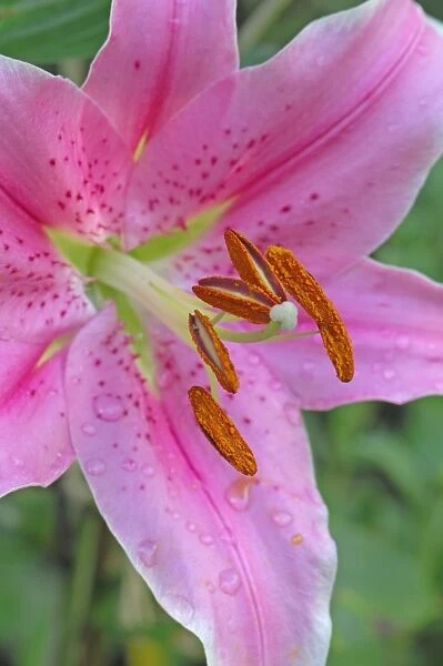Flower head of Lilium 'Sorbonne' - An interesting cultivar of the bulbous perennial splashed with spots and contrasting pollen-bearing anthers. East Sussex garden in July