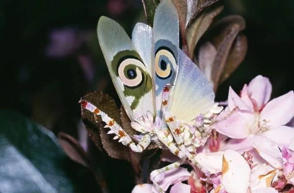 Flower Mantis - threat display