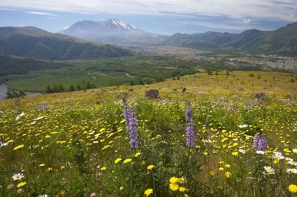 Flower Meadows at Coldwater Ridge with Mount St Helens Volcano in the background Mount St Helens National Monument Washington State, USA LA001265
