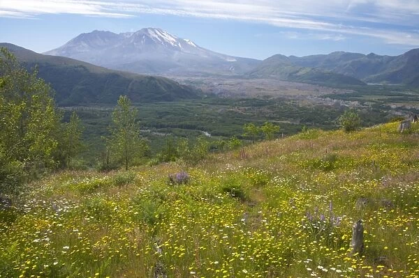 Flower Meadows on Coldwater Ridge with Mount St Helens Volcano in the background Mount St Helens National Monument Washington State, USA LA001225