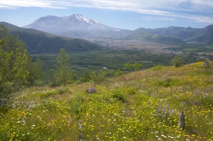 Framed Print : Flower Meadows on Coldwater Ridge with Mount St Helens Volcano in the background Mount St Helens National Monument Washington State, USA LA001225 Framed Print : Flower Meadows on Coldwater Ridge with Mount St Helens Volcano in the background Mount St Helens National Monument Washington State, USA LA001225
