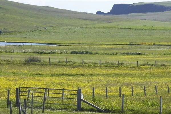 Flower meadows and Fences, with Sea Cliffs in Background Shetland Mainland, UK LA003196