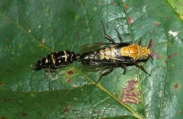 Flower wasps - mating. During a pre-nuptial flight the male (larger) feeds the wingless female by mouth with nectar