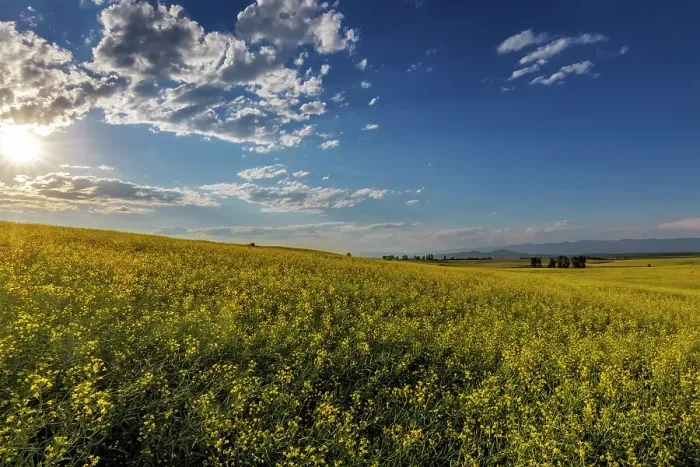 Framed Print : Flowering canola in the Flathead Valley, Montana, USA Date: 05-07-2021 Framed Print : Flowering canola in the Flathead Valley, Montana, USA Date: 05-07-2021