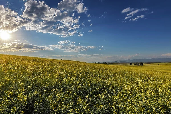 Flowering canola in the Flathead Valley, Montana, USA Date: 05-07-2021