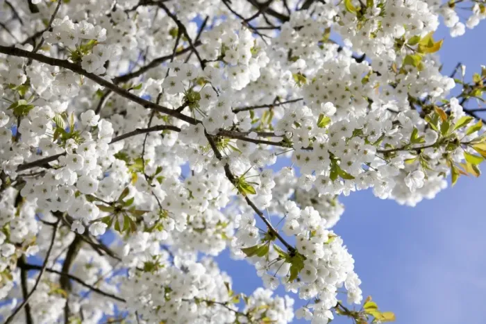 Framed Print : Flowering Cherry - Tree full of blossom - Wiltshire - England - UK Framed Print : Flowering Cherry - Tree full of blossom - Wiltshire - England - UK