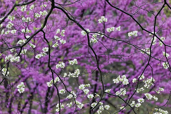 Flowering dogwood tree and distant Eastern redbud, Kentucky Date: 14-04-2021