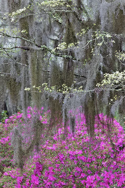 Flowering dogwood trees and azaleas in full bloom in spring, Bonaventure Cemetery, Savannah, Georgia Date: 24-03-2013