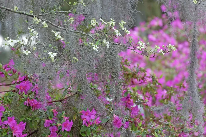 Framed Print : Flowering dogwood trees and azaleas in full bloom in spring, Bonaventure Cemetery, Savannah, Georgia Date: 24-03-2013 Framed Print : Flowering dogwood trees and azaleas in full bloom in spring, Bonaventure Cemetery, Savannah, Georgia Date: 24-03-2013