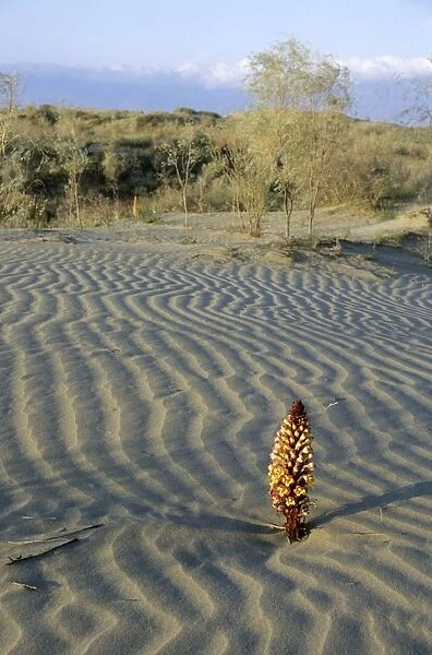 Flowering parasitic plant - in sand dunes of Karakum desert - Kopetdag mountains in the haze on background -Turkmenistan - former CIS - Spring - April Tm31. 0249