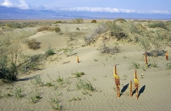 Flowering parasitic plants - sand dunes of Central Karakum desert - spring - Kopetdag mountains on horizon - Turkmenistan - April Tm31. 0509