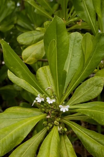 Flowering plant (unidentified) on the edge of rainforest on slopes of volcanic Tioman Island, 30 km east off peninsula Malaysia in South China Sea; June. Ma39. 3572