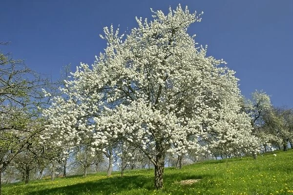 Flowering Plum tree on fruit tree meadow in early spring Baden-Wuerttemberg, Germany