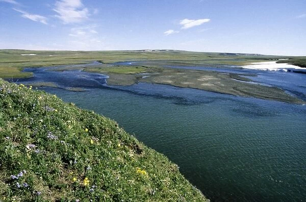 Flowering tundra of river Maksimovka valley, 'everlasting snows' that melts only in very warm years: a typical river-mouth landscape along the Kara sea