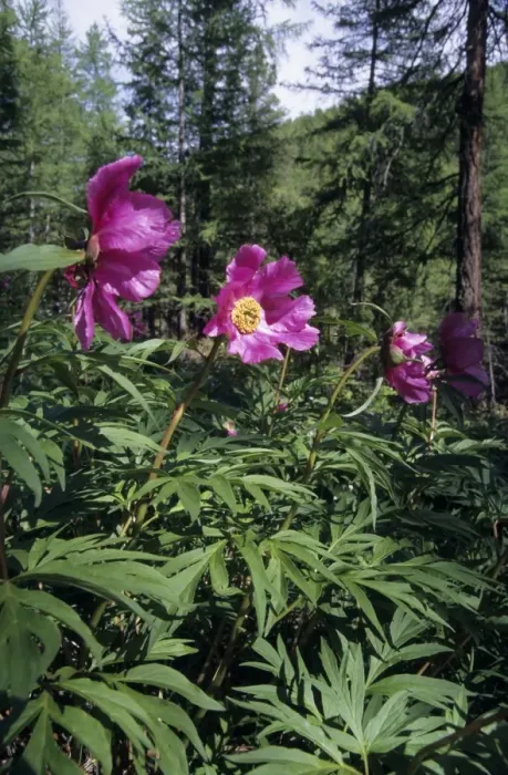 Framed Print : Flowering wild Paeonea - roots of which are famous for its medicinal power, widely used by locals despite protection by law, still typical in mountain forest of Sengilen mountain range; June; South Tuva, Russia Tu32. 3064 Framed Print : Flowering wild Paeonea - roots of which are famous for its medicinal power, widely used by locals despite protection by law, still typical in mountain forest of Sengilen mountain range; June; South Tuva, Russia Tu32. 3064