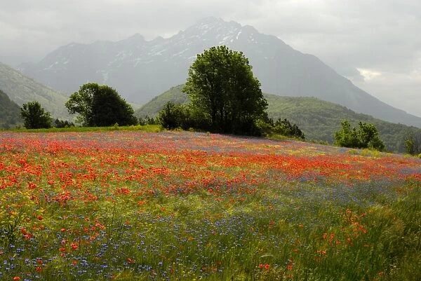 Flowers in alpine meadow - Poppy and Cornflowers - Provence - France
