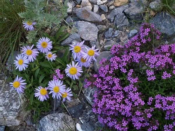 Flowers - Aster alpinus, Silene acaulis - in Mercantour National Park, France