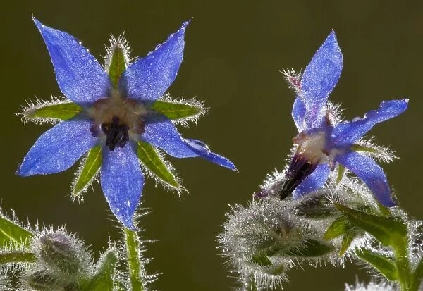 Flowers of Borage Borago officinalis, against the light. From south Europe; Dorset