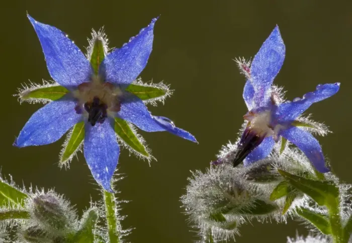 Framed Print : Flowers of Borage Borago officinalis, against the light. From south Europe; Dorset Framed Print : Flowers of Borage Borago officinalis, against the light. From south Europe; Dorset