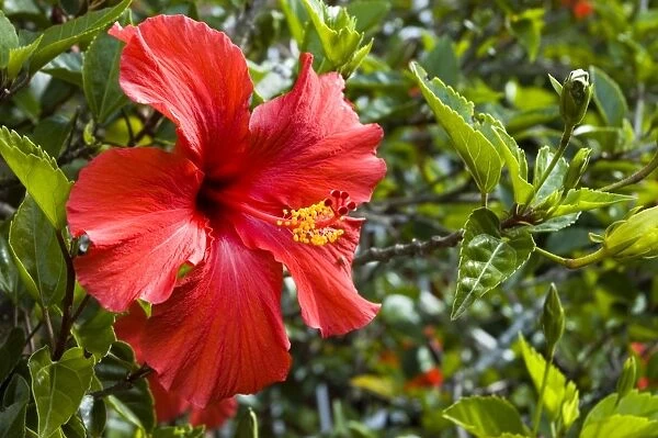 Flowers of cultivated hibiscus commonly grown in gardens. Grahamstown, Eastern Cape, South Africa