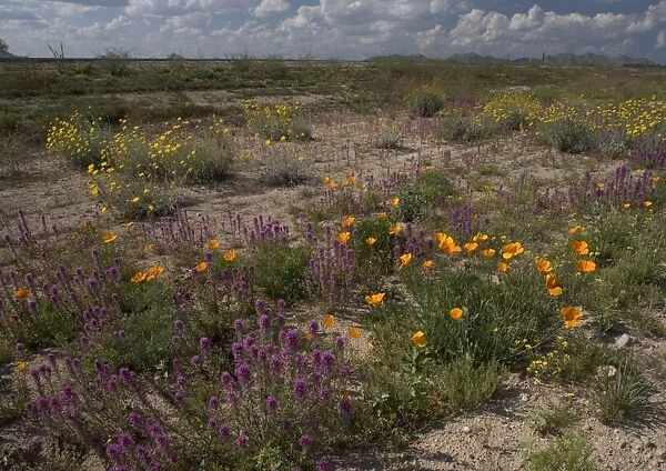 Flowers - Desert Marigolds, Owl Clover, Mexican Gold Poppies, brittle bush. El Nino Year spring flowers. Sonoran Desert near Buckeye, Arizona, USA