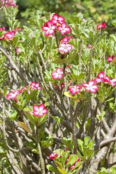Flowers of Desert Rose - Mombasa - Kenya