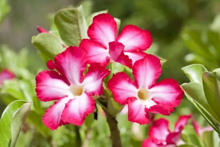 Framed Print : Flowers of Desert Rose - Mombasa - Kenya - Africa Framed Print : Flowers of Desert Rose - Mombasa - Kenya - Africa