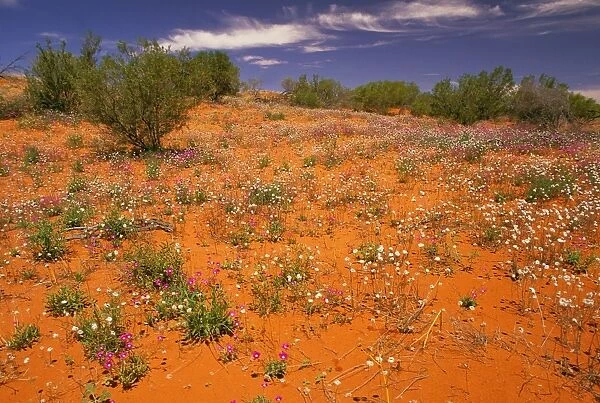Flowers in the desert Simpson desert, South Australia JLR08127