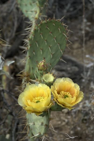 Flowers of Engelmann's Prickly Pear Cactus Saguaro National Park, Arizona