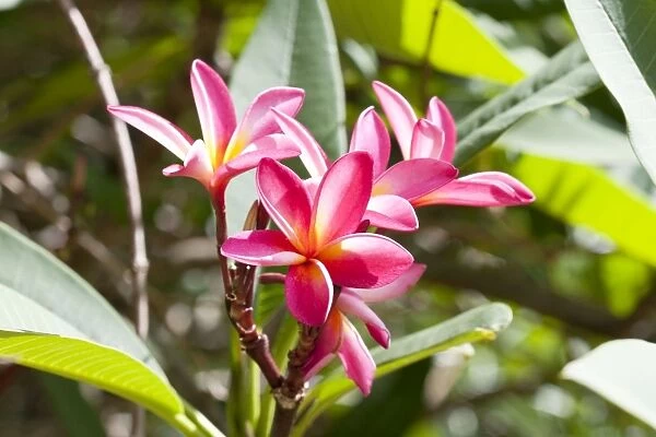 Flowers of Frangipani Mombasa Kenya